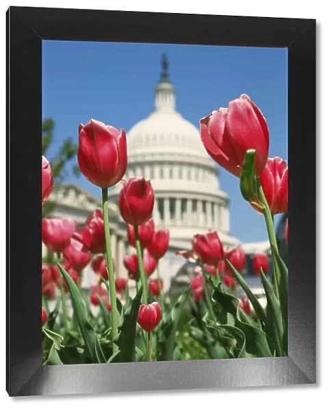 USA, Washington D. C. Capitol Hill, Capitol Building and tulip flowers