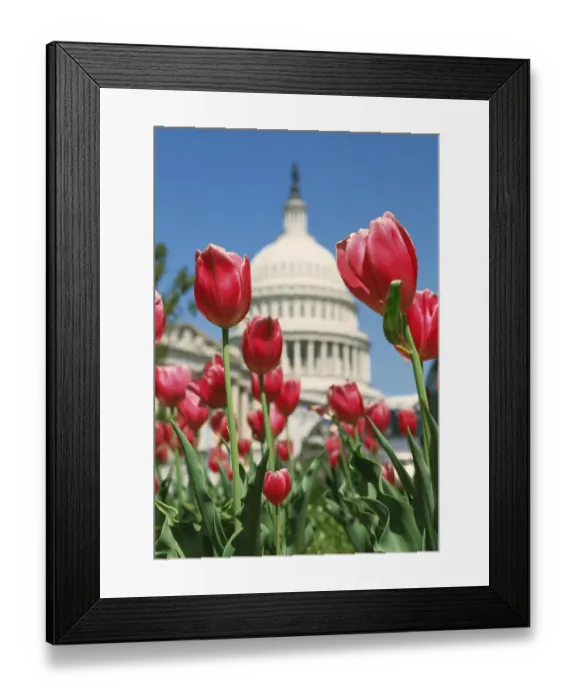 Framed Print : USA, Washington D. C. Capitol Hill, Capitol Building and tulip flowers Framed Print : USA, Washington D. C. Capitol Hill, Capitol Building and tulip flowers
