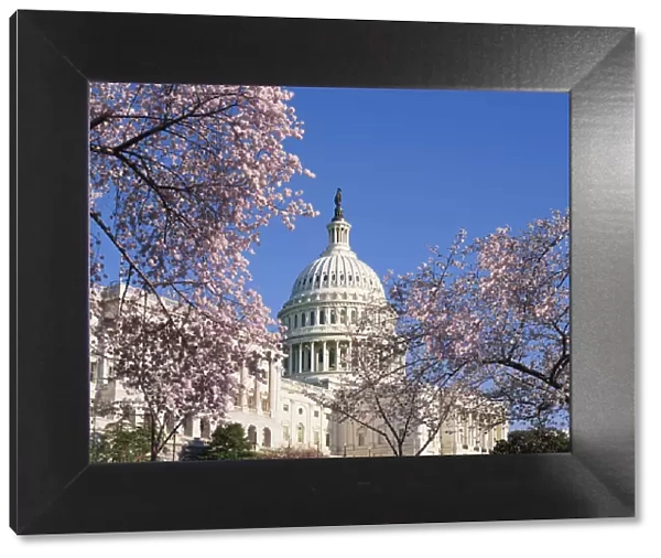 USA, Washington D. C. Capitol Hill, Capitol Building, cherry blossoms