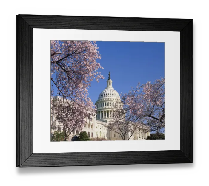 Framed Print : USA, Washington D. C. Capitol Hill, Capitol Building, cherry blossoms