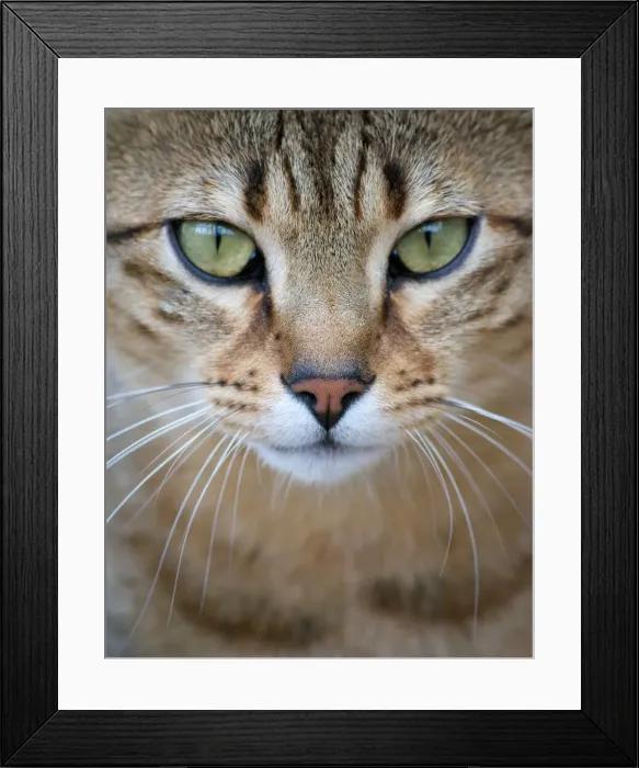 Framed Print : Egyptian Mau Framed Print : Egyptian Mau
