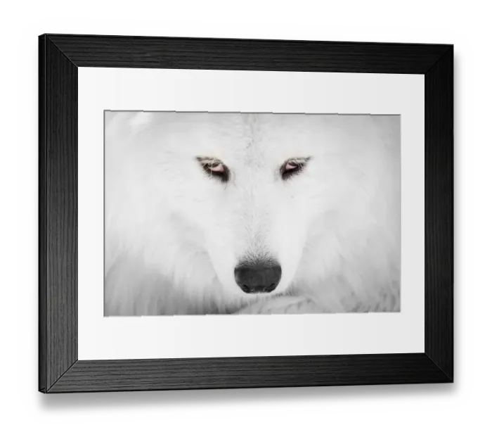 Framed Print : Polar bear Framed Print : Polar bear
