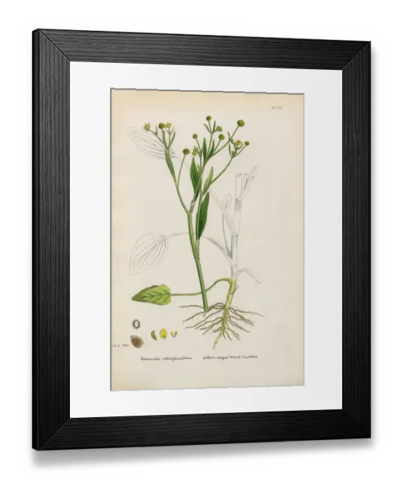 Framed Print : Tongue-leaved Water Crowfoot, Ranunculus ophioglossifolius Framed Print : Tongue-leaved Water Crowfoot, Ranunculus ophioglossifolius