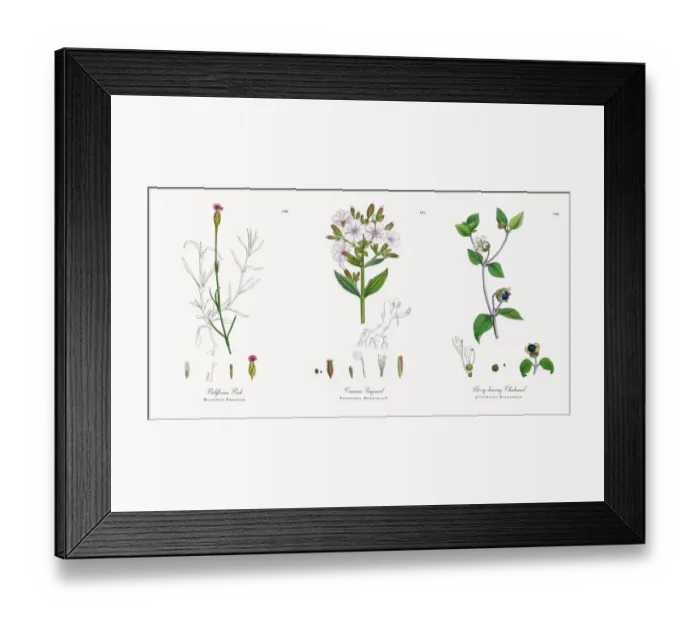 Framed Print : Proliferous Pink, Dianthus Proliter, Victorian Botanical Illustration, 1863 Framed Print : Proliferous Pink, Dianthus Proliter, Victorian Botanical Illustration, 1863