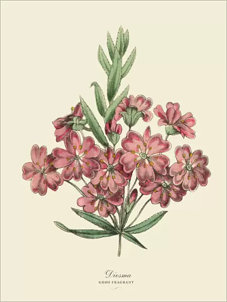 Diosma Plant, Victorian Botanical Illustration