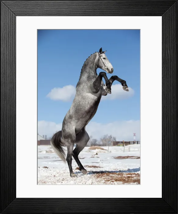 Framed Print : Gray horse standing Framed Print : Gray horse standing