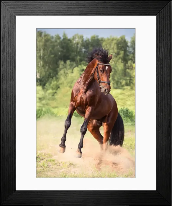 Framed Print : playing bay Oldenburg stallion Framed Print : playing bay Oldenburg stallion