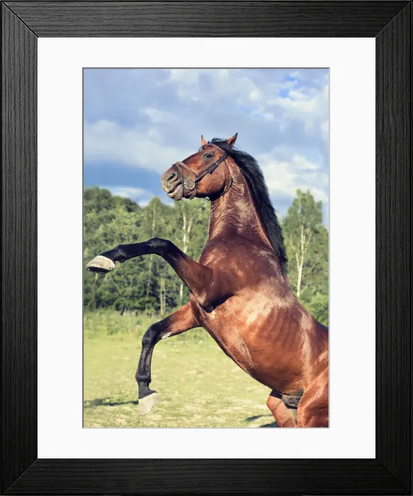 Framed Print : rearing sportive bay Oldenburg stallion Framed Print : rearing sportive bay Oldenburg stallion