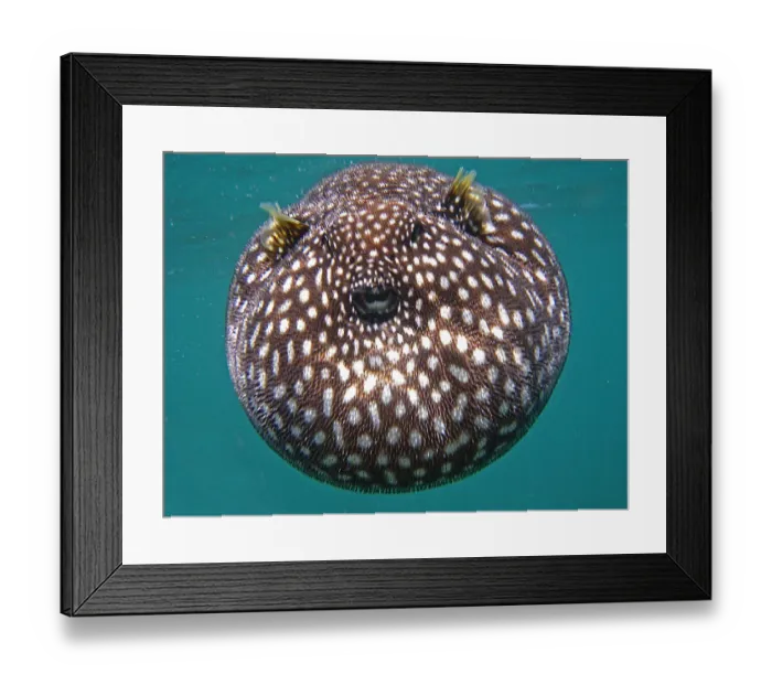 Framed Print : Guineaufowl Pufferfish Framed Print : Guineaufowl Pufferfish