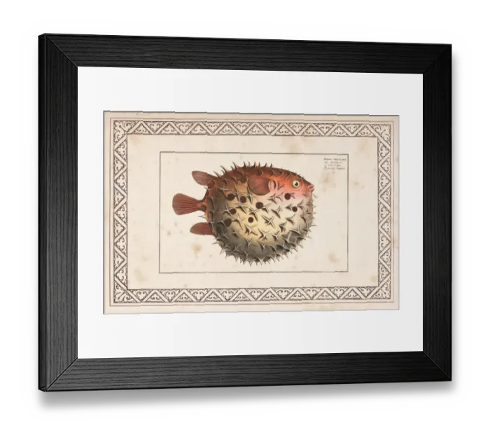Framed Print : Birdbeak burrfish or Spotted Porcupinefish from 1797