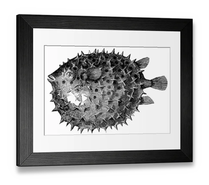 Framed Print : Long-spine Porcupinefish or Spiny Balloonfish (Diodon Holocanthus) Framed Print : Long-spine Porcupinefish or Spiny Balloonfish (Diodon Holocanthus)