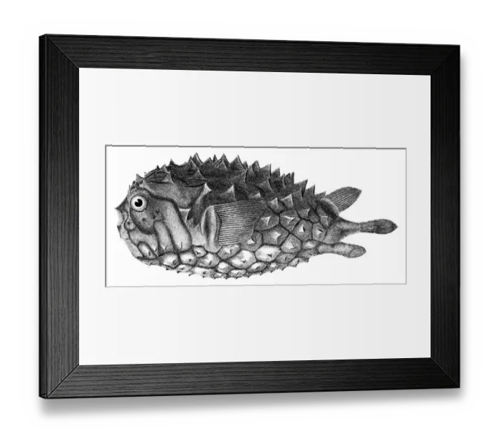 Framed Print : Balloon fish engraving 1842 Framed Print : Balloon fish engraving 1842