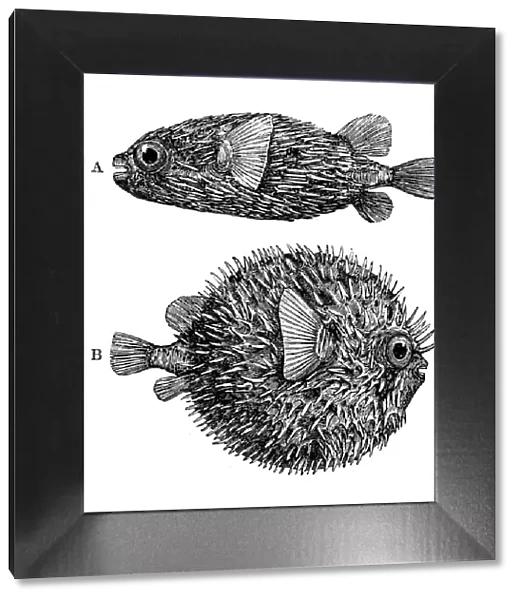 Antique illustration of Globe-fish (Diodon maculatus)