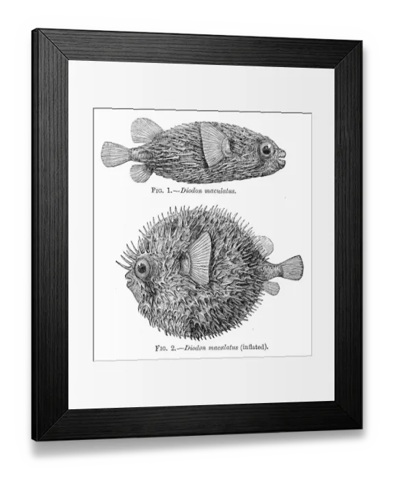 Framed Print : Porcupinefish engraving 1884 Framed Print : Porcupinefish engraving 1884