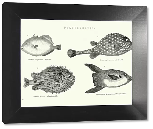 Natural History - Fish - Plectognathi