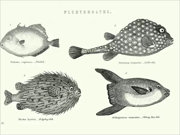 Natural History - Fish - Plectognathi