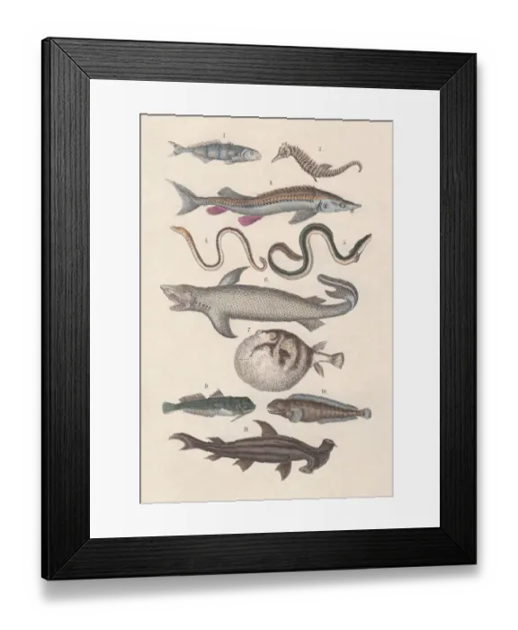 Framed Print : Pisces, hand-colored lithograph, published in 1880 Framed Print : Pisces, hand-colored lithograph, published in 1880