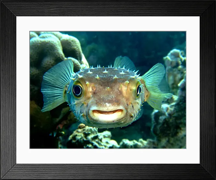 Framed Print : Yellowspotted Burrfish, Cyclichthys spilostylus, Sharm el Sheikh, Sinai, Red Sea, Egypt Framed Print : Yellowspotted Burrfish, Cyclichthys spilostylus, Sharm el Sheikh, Sinai, Red Sea, Egypt