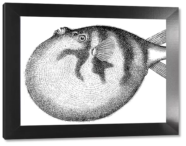 Common Puffer or Pufferfish (Tetraodon Cutcutia)