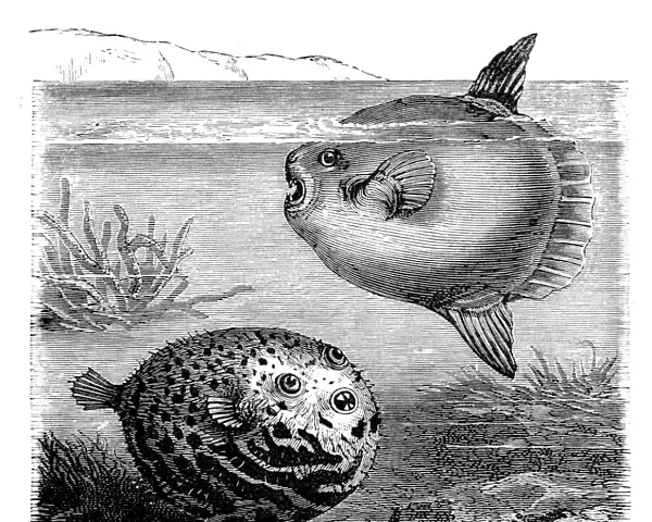 Globefish and Sunfish