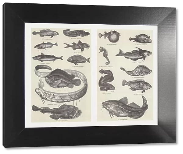Fish, wood engravings, published in 1897