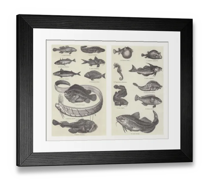 Framed Print : Fish, wood engravings, published in 1897 Framed Print : Fish, wood engravings, published in 1897