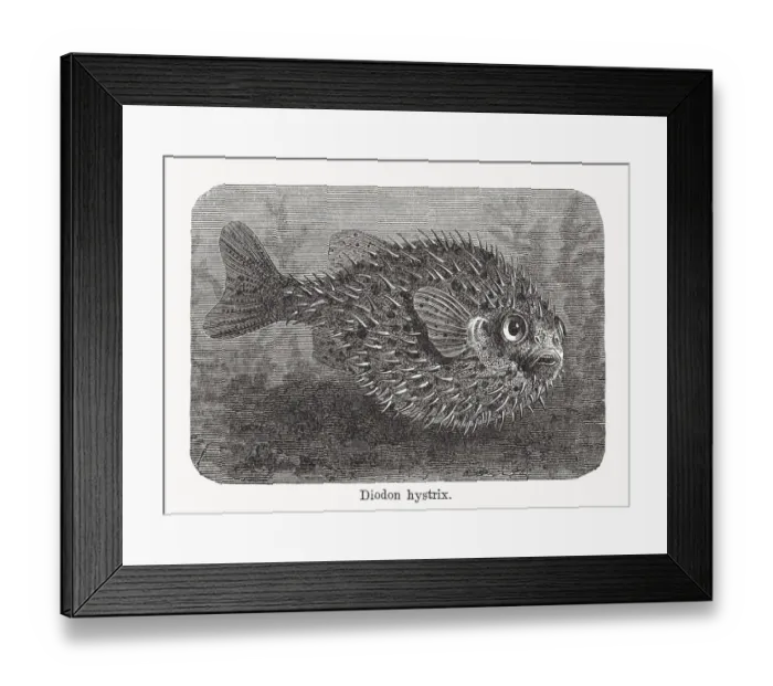 Framed Print : Spot-fin porcupinefish (Diodon hystrix), wood engraving, published in 1893 Framed Print : Spot-fin porcupinefish (Diodon hystrix), wood engraving, published in 1893