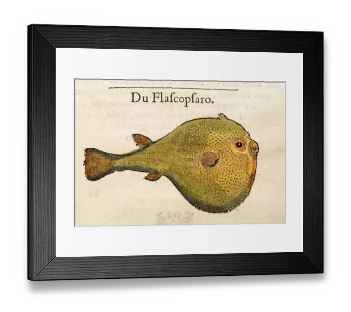 Framed Print : Puffy fish Antique 16th Century illustration Framed Print : Puffy fish Antique 16th Century illustration