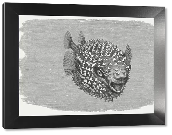 Spotted Porcupinefish (Diodon hystrix), wood engraving, published in 1884
