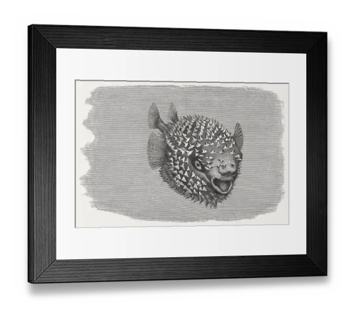 Framed Print : Spotted Porcupinefish (Diodon hystrix), wood engraving, published in 1884 Framed Print : Spotted Porcupinefish (Diodon hystrix), wood engraving, published in 1884