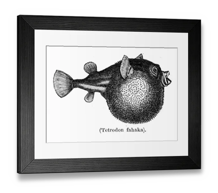 Framed Print : Tetraodon pufferfish engraving 1897 Framed Print : Tetraodon pufferfish engraving 1897
