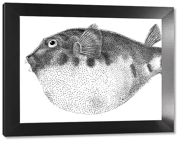 Common Puffer fish engraving 1842