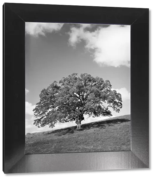 Large oak tree. (Photo by H. Armstrong Roberts  /  Retrofile  /  Getty Images)