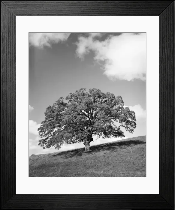 Framed Print : Large oak tree. (Photo by H. Armstrong Roberts / Retrofile / Getty Images) Framed Print : Large oak tree. (Photo by H. Armstrong Roberts / Retrofile / Getty Images)
