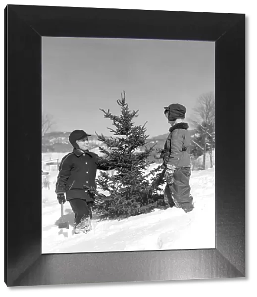 Two Boys Chopping Down Christmas Tree In Snow Outdoor