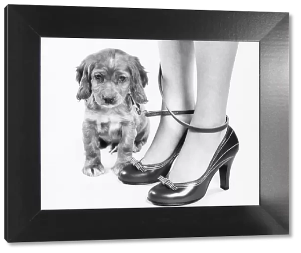 Legs of woman in high heel shoes tangled by leash of cocker spaniel puppy