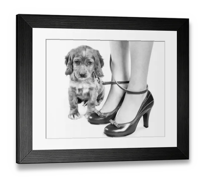 Framed Print : Legs of woman in high heel shoes tangled by leash of cocker spaniel puppy