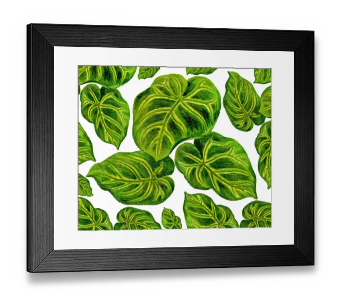 Framed Print : Old engraved illustration of Anthurium magnificum Framed Print : Old engraved illustration of Anthurium magnificum
