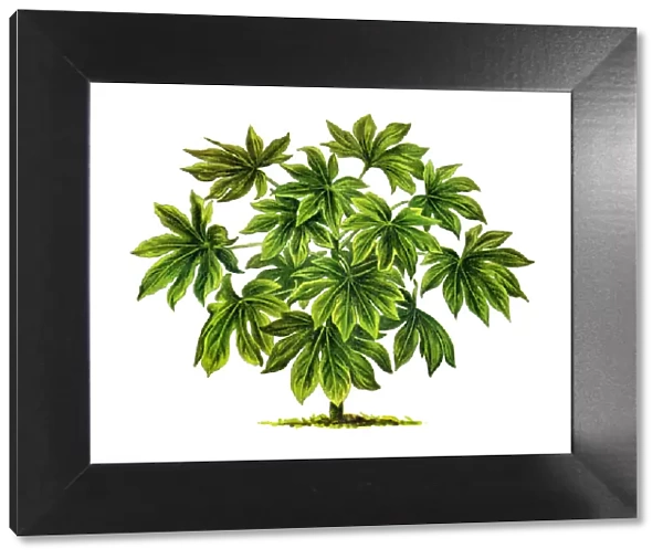 Old engraved illustration of Fatsia japonica, glossy-leaf paper plant, fatsi, paperplant