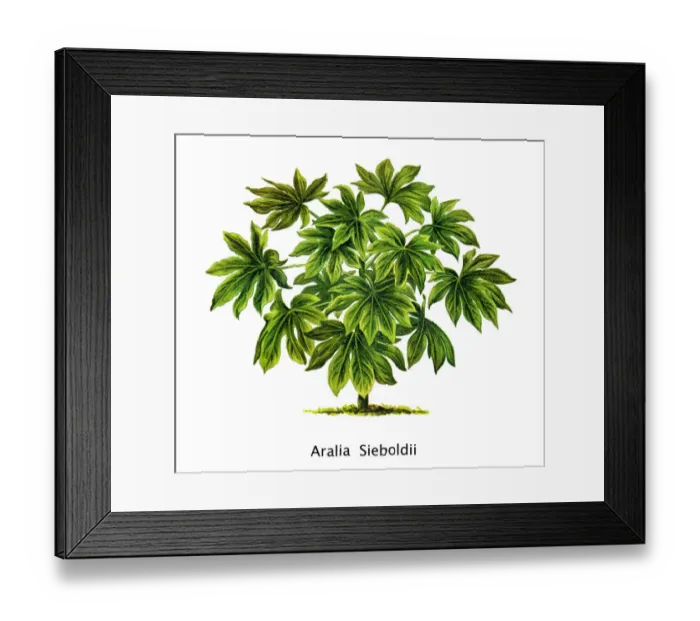 Framed Print : Old engraved illustration of Fatsia japonica, glossy-leaf paper plant, fatsi, paperplant Framed Print : Old engraved illustration of Fatsia japonica, glossy-leaf paper plant, fatsi, paperplant