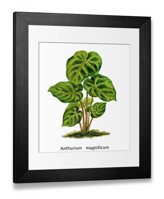 Framed Print : Old engraved illustration of Anthurium magnificum Framed Print : Old engraved illustration of Anthurium magnificum