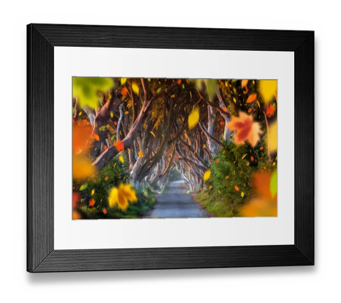 Framed Print : The Dark Hedges, Falling Leaves, Ballymoney, County Antrim, Northern Ireland