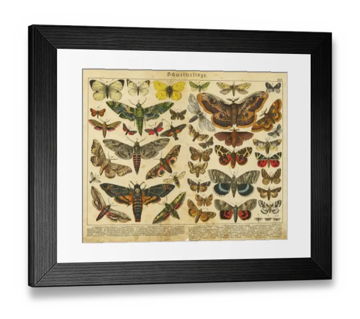 Framed Print : A sheet of very rare watercolor Victorian lithography depicting butterflies Framed Print : A sheet of very rare watercolor Victorian lithography depicting butterflies