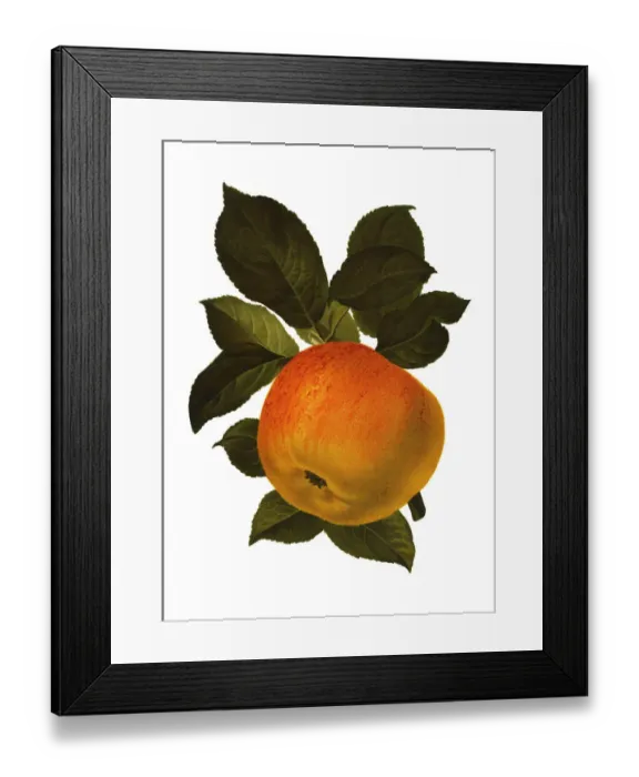 Framed Print : apple. Antique illustration of a apple, isolated on white background Framed Print : apple. Antique illustration of a apple, isolated on white background