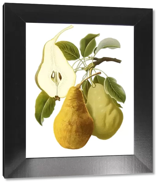 Pears. Antique illustration of a Pears, isolated on white background