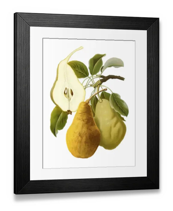 Framed Print : Pears. Antique illustration of a Pears, isolated on white background Framed Print : Pears. Antique illustration of a Pears, isolated on white background