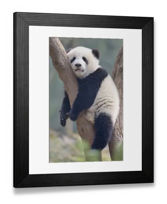 Framed Print : A young panda sleeps on the branch of a tree