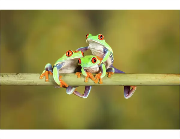 Three Red Eye Tree Frogs posing for camera