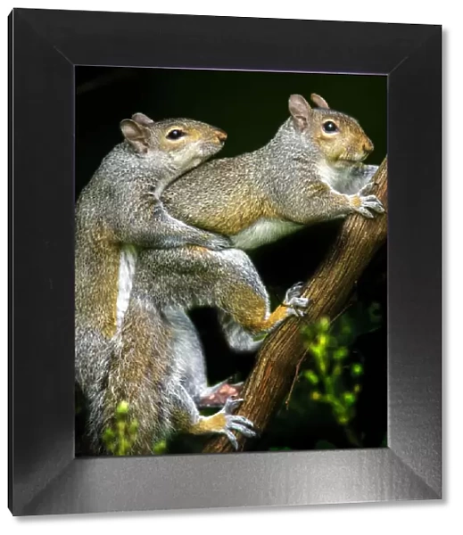 Two Frisky Squirrels Hugging at Play in Audubon, Pennsylvania