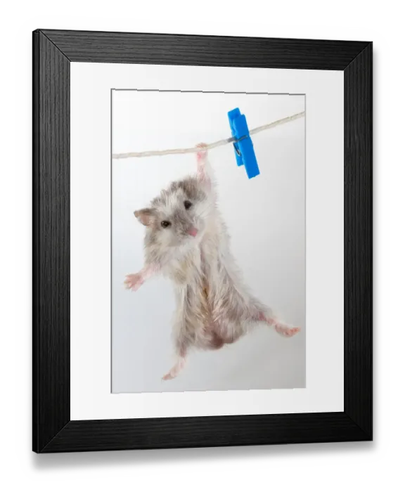 Framed Print : Hamster hanging on clothes line